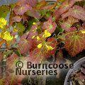 EPIMEDIUM x perralchicum 'Fr&ouml;hnleiten' 