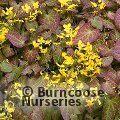 EPIMEDIUM x perralchicum 'Fr&ouml;hnleiten' 