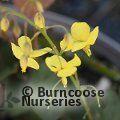 EPIMEDIUM x perralchicum 'Fr&ouml;hnleiten' 