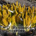 HEATHERS Erica arborea 'Albert's Gold' 