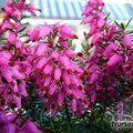 HEATHERS Erica carnea 'Rosalie' 