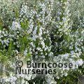 HEATHERS Erica lusitanica  