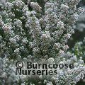 HEATHERS Erica lusitanica  