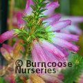 HEATHERS Erica verticillata  