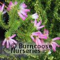 HEATHERS Erica verticillata  