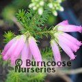 HEATHERS Erica verticillata  