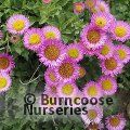 ERIGERON glaucus 'Sea Breeze'  