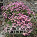 ERIGERON glaucus 'Sea Breeze'  