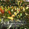 ERIOBOTRYA 'Coppertone'  