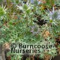 ERYNGIUM 'Lapis Blue'  