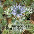 ERYNGIUM 'Lapis Blue'  