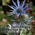 ERYNGIUM   