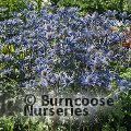 ERYNGIUM bourgatii 'Picos Amethyst' 
