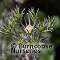ERYNGIUM planum 'Jade Frost' 