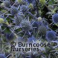 ERYNGIUM x tripartitum  