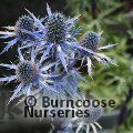 ERYNGIUM x zabelii 'Jos Eijking' 