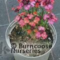 ERYSIMUM 'Constant Cheer'  