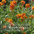ERYSIMUM 'Apricot Twist'  