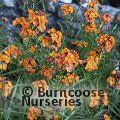 ERYSIMUM 'Apricot Twist'  