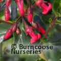 ESCALLONIA rubra var. macrantha 'Crimson Spire'