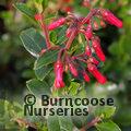 ESCALLONIA rubra var. macrantha 'Crimson Spire'