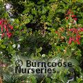 ESCALLONIA rubra var. macrantha 'Crimson Spire'