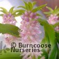 EUCOMIS Aloha Nani  