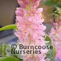 EUCOMIS Aloha Nani  