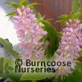 EUCOMIS Aloha Nani  