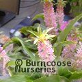 EUCOMIS Aloha Nani  