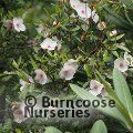 EUCRYPHIA lucida 'Ballerina' 