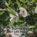 EUCRYPHIA lucida 'Ballerina' 