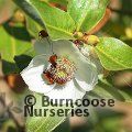 Small image of EUCRYPHIA