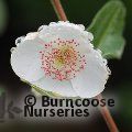EUCRYPHIA x hillieri 'Penwith' 