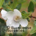 EUCRYPHIA x hillieri 'Penwith' 