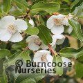 EUCRYPHIA x hillieri 'Penwith' 