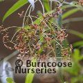 EUONYMUS clivicola  
