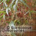 EUONYMUS clivicola  