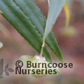 EUONYMUS clivicola  