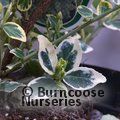 Small image of EUONYMUS