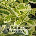 EUONYMUS japonicus 'Bravo' 