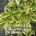 EUONYMUS japonicus 'Bravo' 