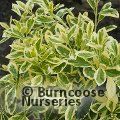 EUONYMUS japonicus 'Bravo' 