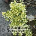 EUONYMUS japonicus 'Bravo' 