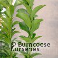 EUONYMUS japonicus 'Green Rocket' 