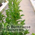 EUONYMUS japonicus 'Green Rocket' 