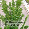 EUONYMUS japonicus 'Green Rocket' 