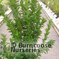 EUONYMUS japonicus 'Green Rocket' 