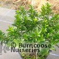 EUONYMUS japonicus 'Green Spider' 