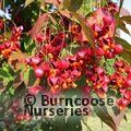 Small image of EUONYMUS